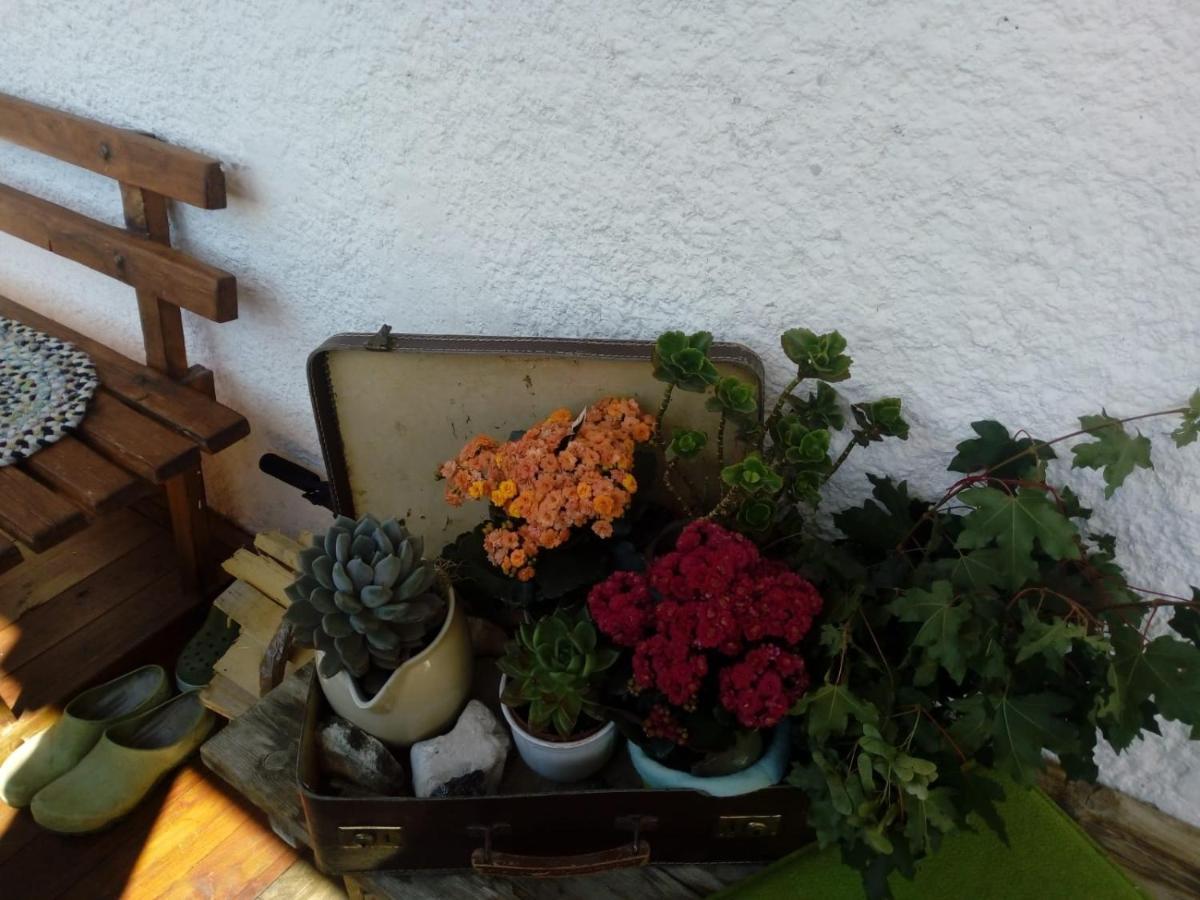 Bed & Breakfast Dolomiti Bey Haus Pinter Assling Exterior foto